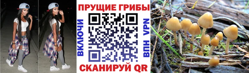 купить наркоту  Вольск  Галлюциногенные грибы Cubensis 